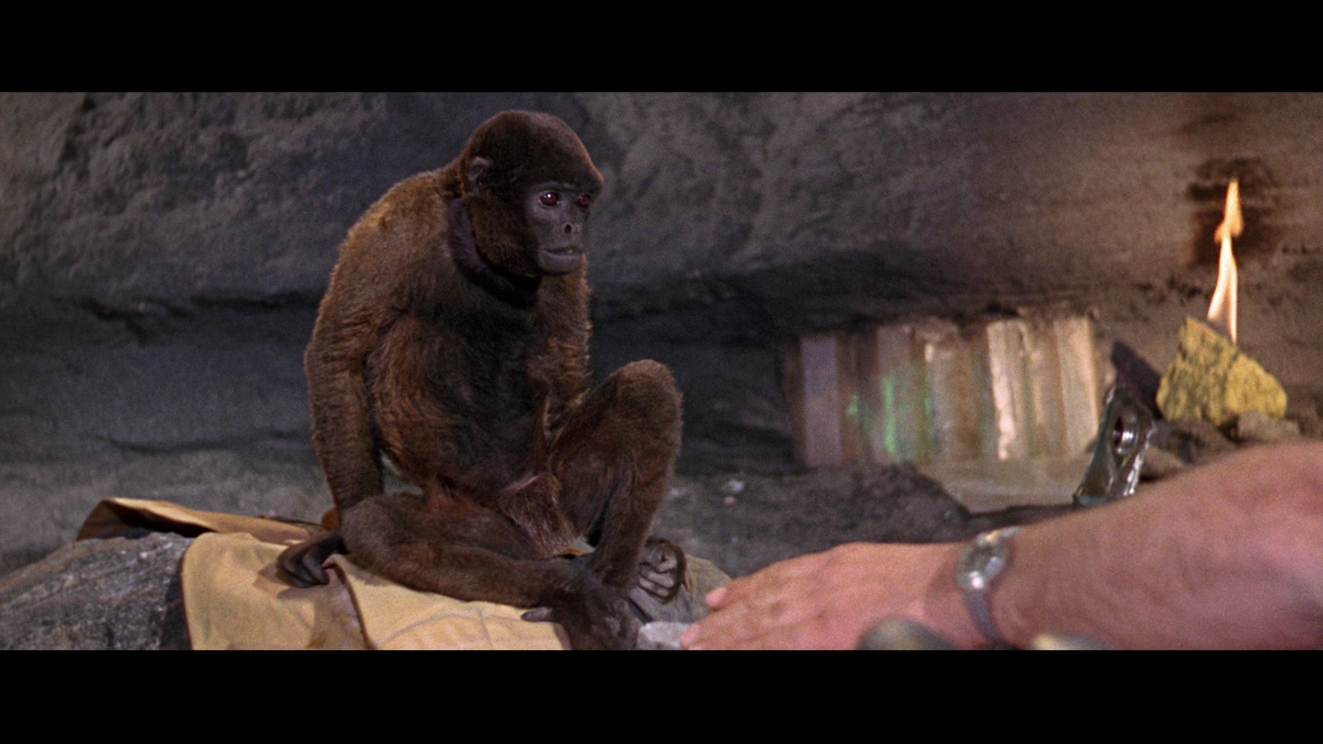 The Woolly Monkey