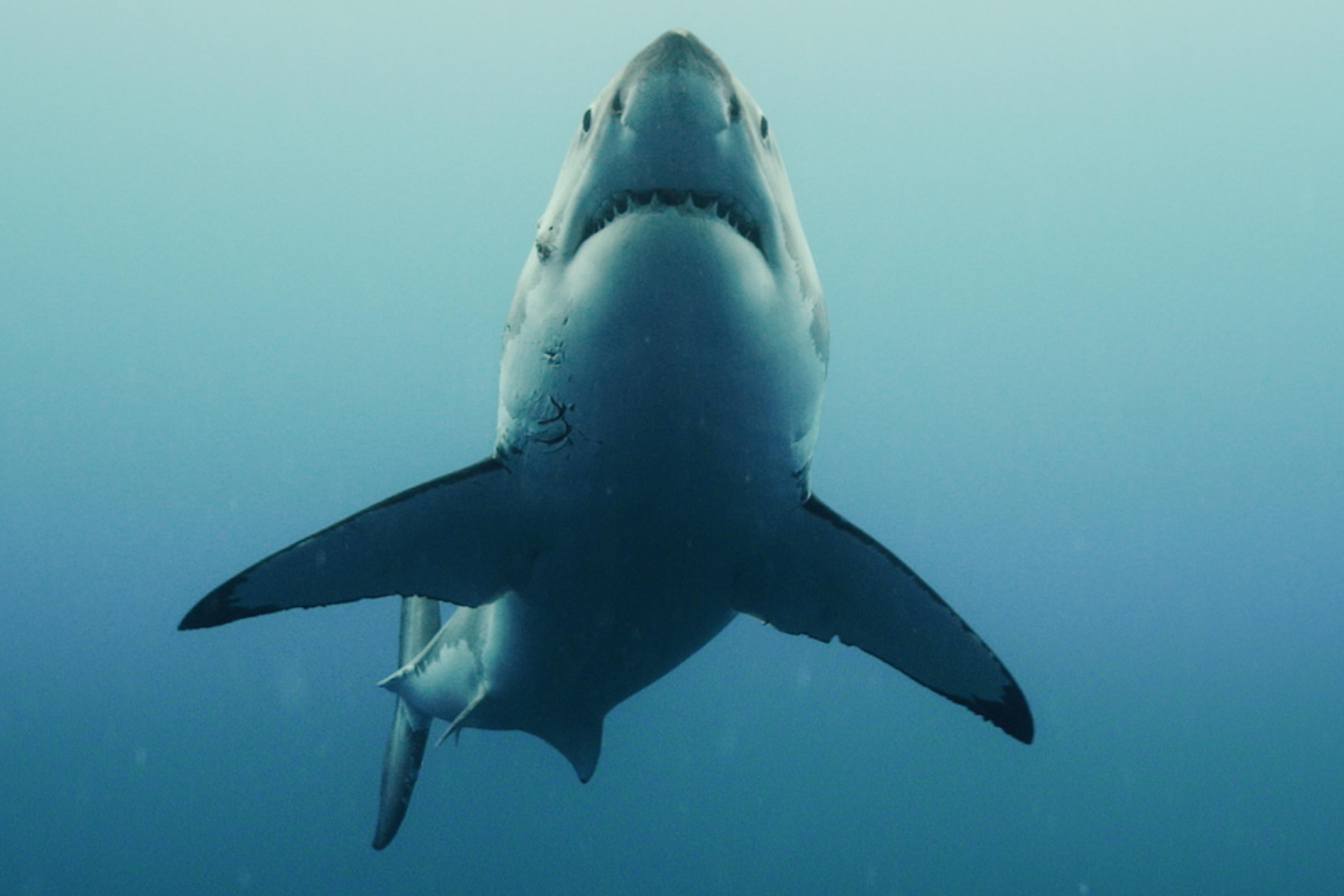 Better than anything else out lately