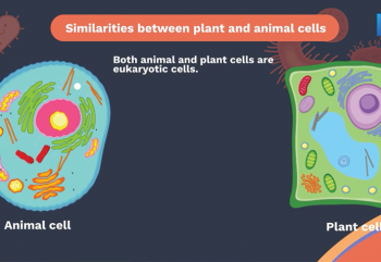 The Cell-Similarities and Differences Between Plant Cell and Animal Cells -10-Similarities and Differences Between Plant and Animal Cells