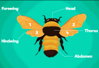 Animal Rearing-In the Farm -1-Buzzing Bees