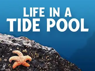 Life in a Tide Pool (2015) poster