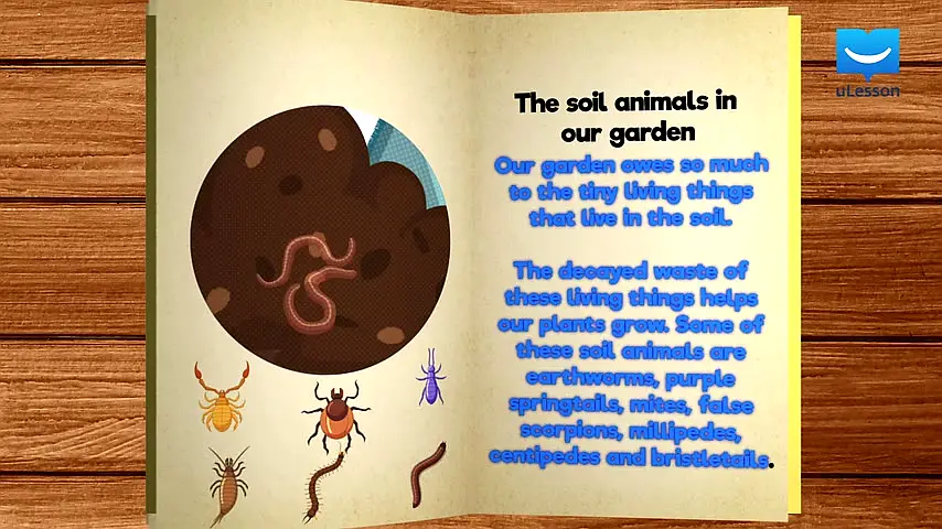 Trailer—Primary 5 English