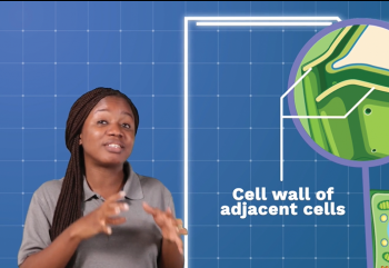 The Cell: Structure and Functions of Plant Cell