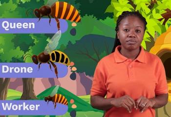 Social Animals: Honey Bees