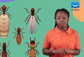 Social Animals: Termites