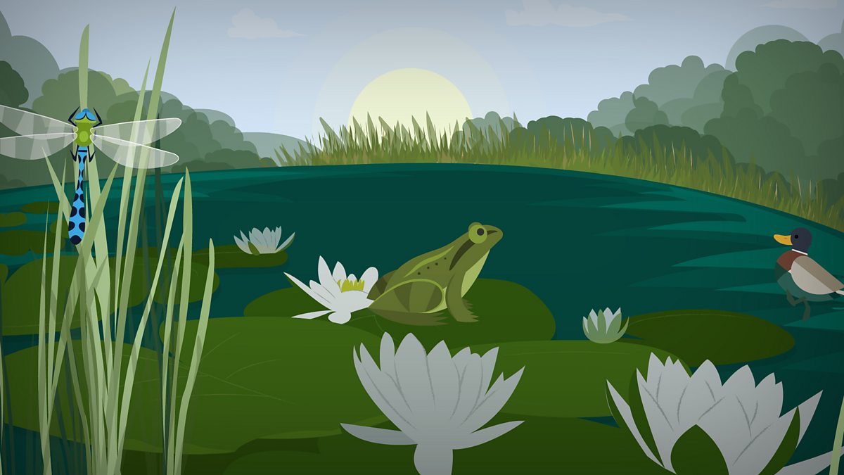 Living things and their habitats: What is a pond habitat?
