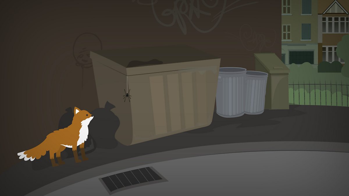 Living things and their habitats: What is an urban habitat?