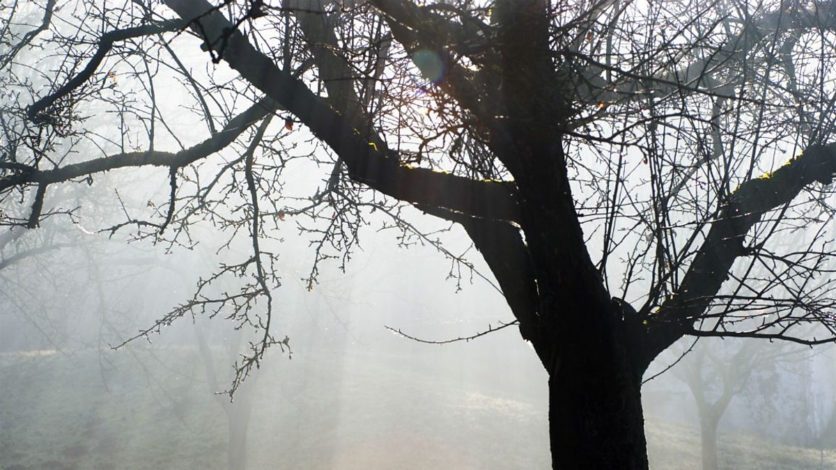 Poetry: A Poison Tree by William Blake - Edexcel