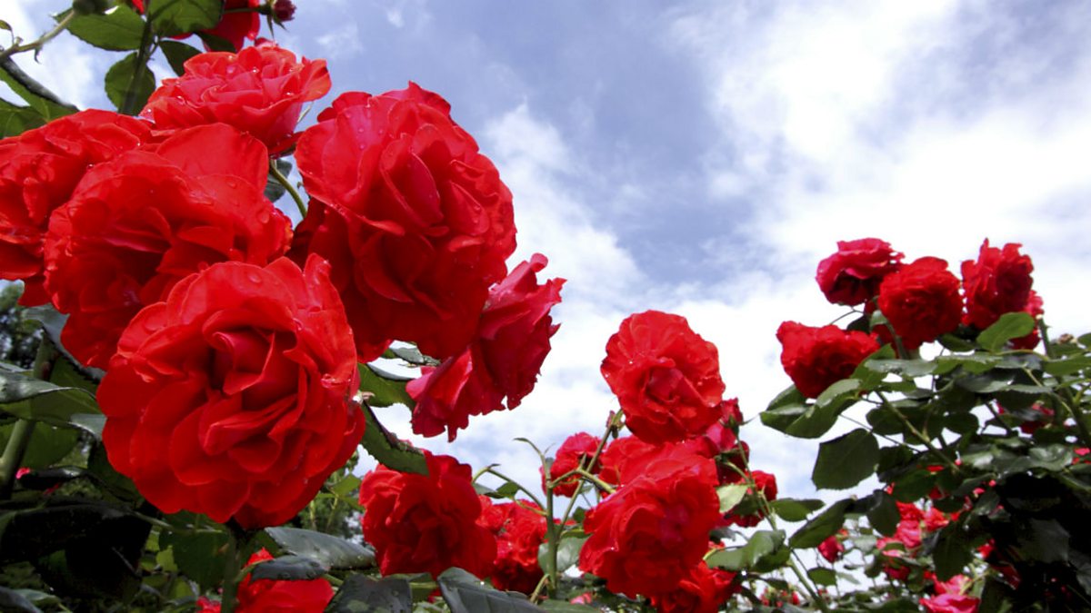 Poetry: Envy by Mary Lamb - OCR