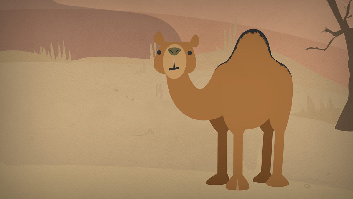 Living things and their habitats: What is a desert habitat?