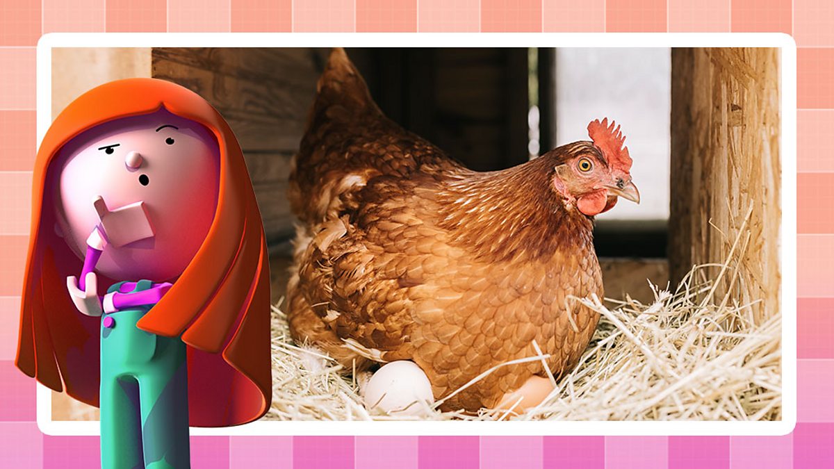 Cooking and nutrition: Where does food come from?