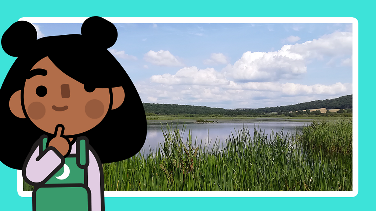 Weather and seasons: How can we look after our environment?