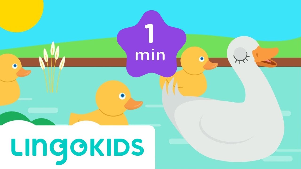 Five Little Ducks - Nursery rhymes | Lingokids - School Readiness in English
