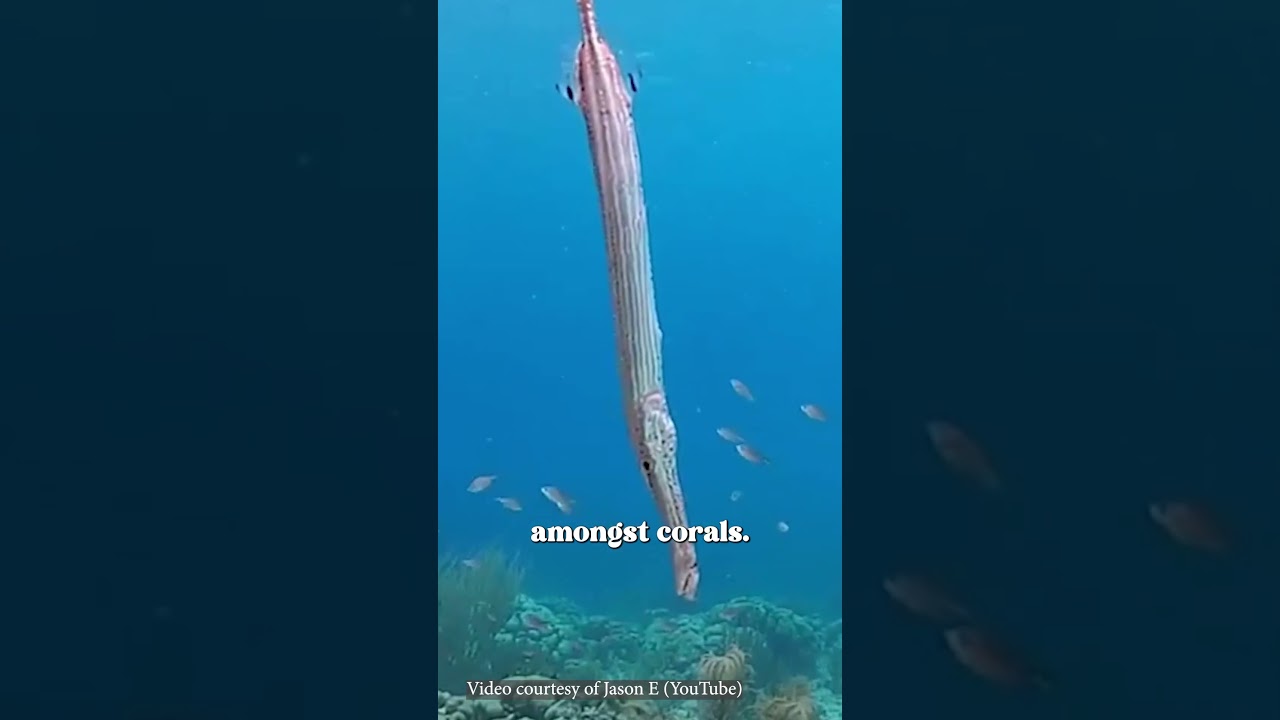 A MUSICAL FISH?? | Maddie Moate #shorts | #sealife #underwater #fishfacts #trumpetfish