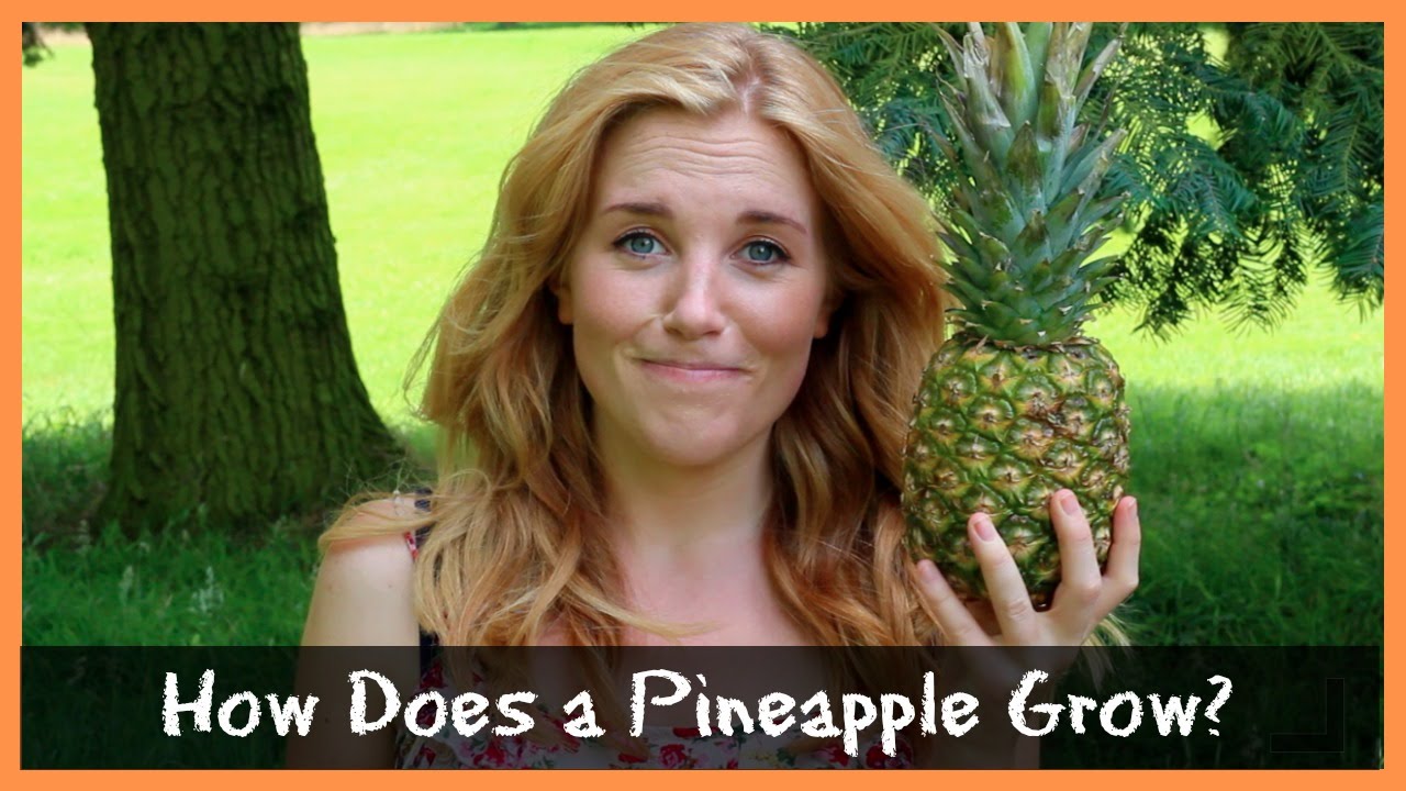 How Does a Pineapple Grow? | Maddie Moate