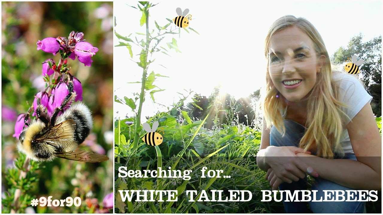 Searching for the White Tailed Bumblebee | Maddie Moate