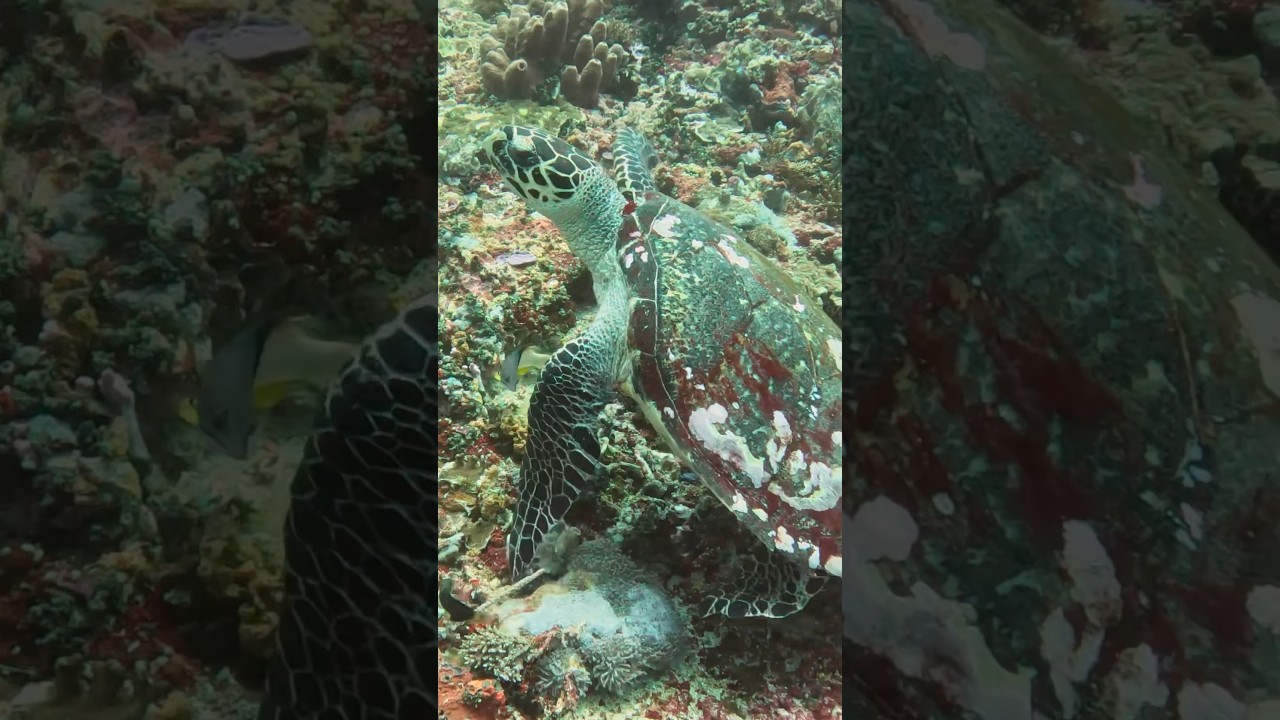 The Sea Turtle is WHERE?? | Maddie Moate #shorts