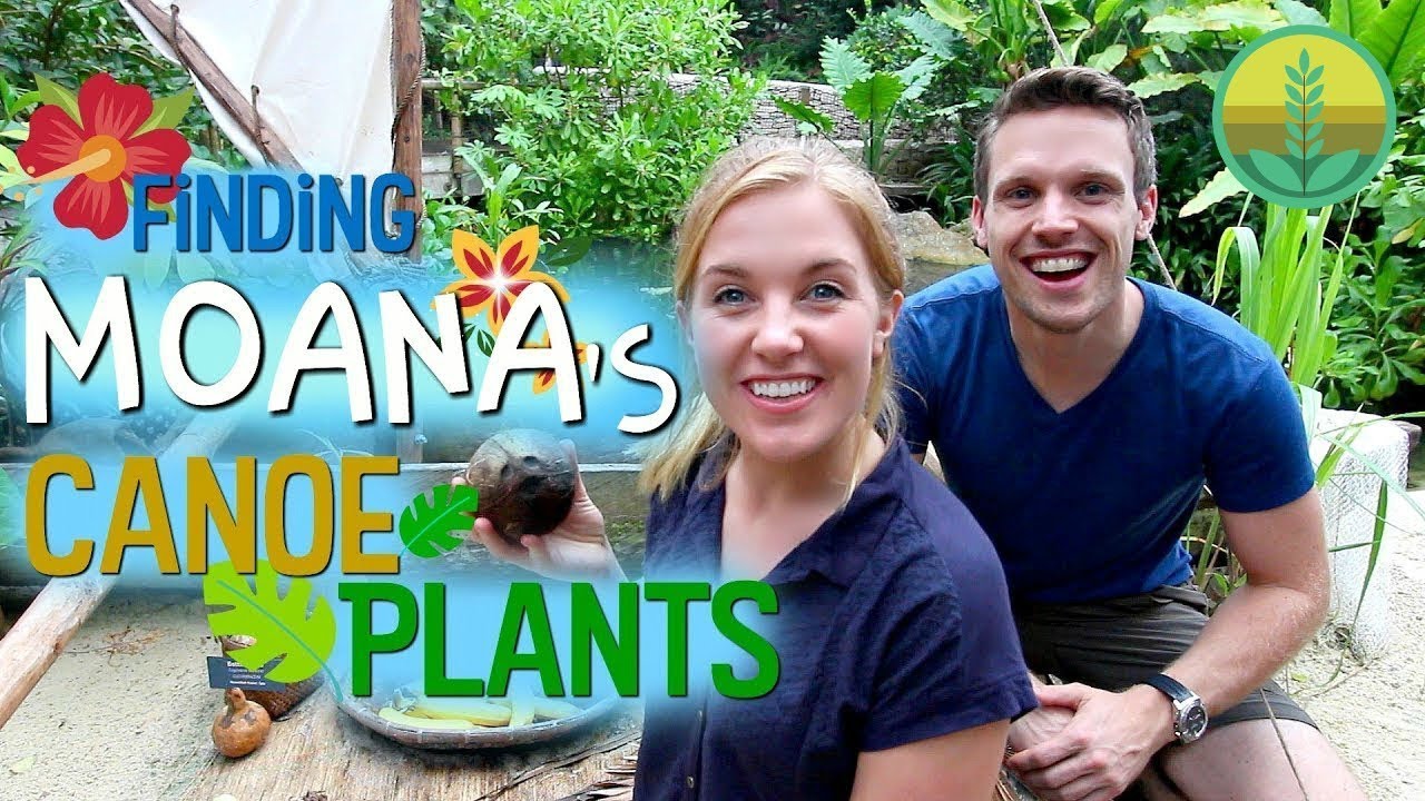 Finding Moana's Canoe Plants! | Maddie Moate