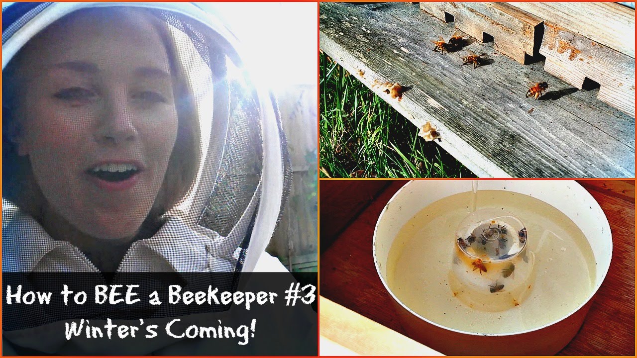 What do bees do in the winter? | Beekeeping with Maddie #3