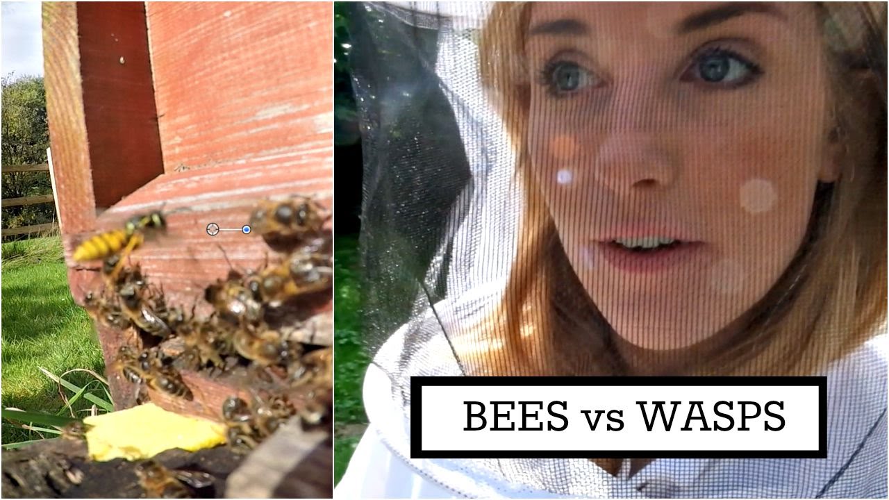 BEES vs WASPS | Beekeeping with Maddie #6
