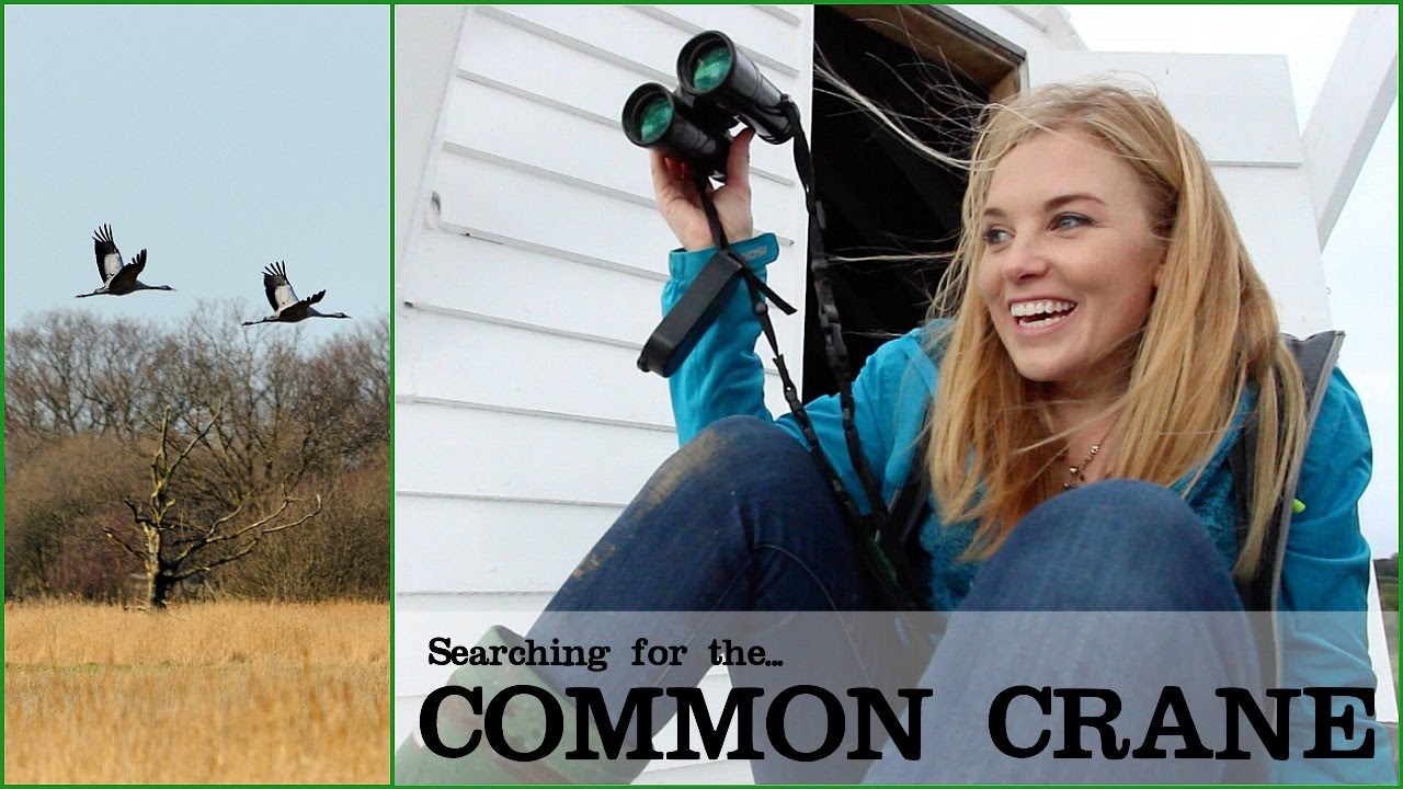 Searching for the Common Crane! | Maddie Moate