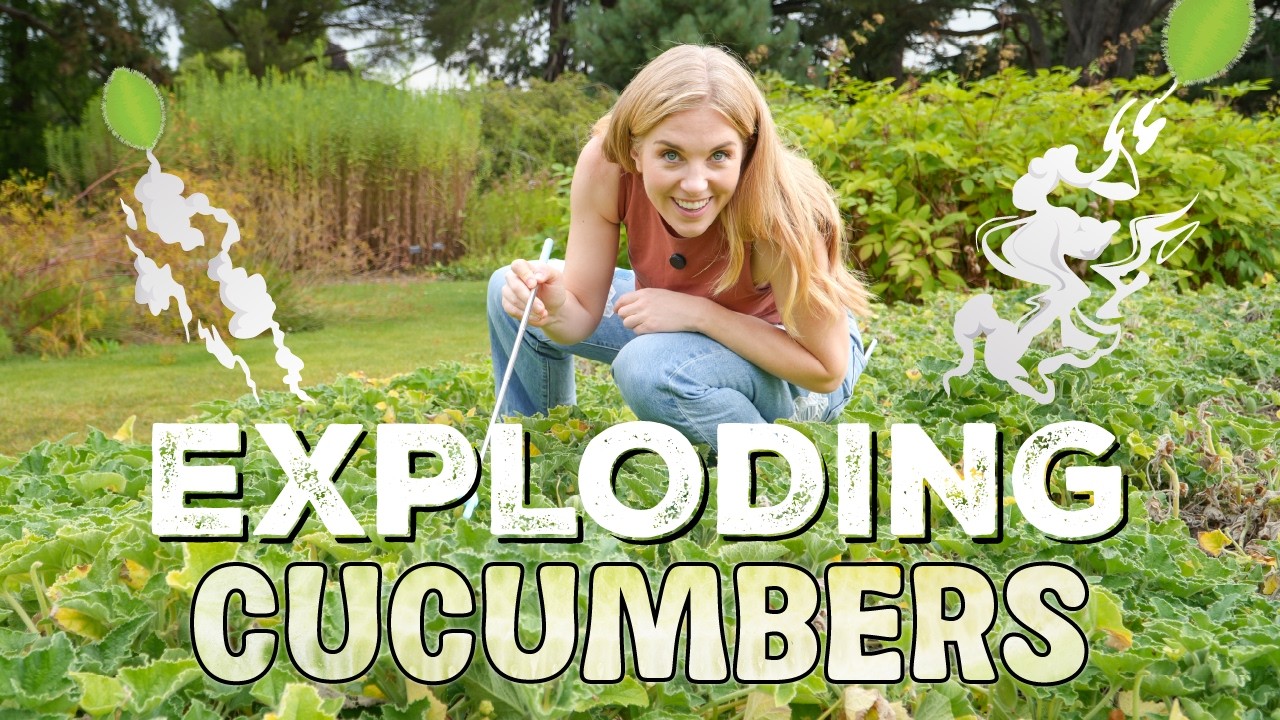 WHY do these Cucumbers EXPLODE?! | Maddie Moate