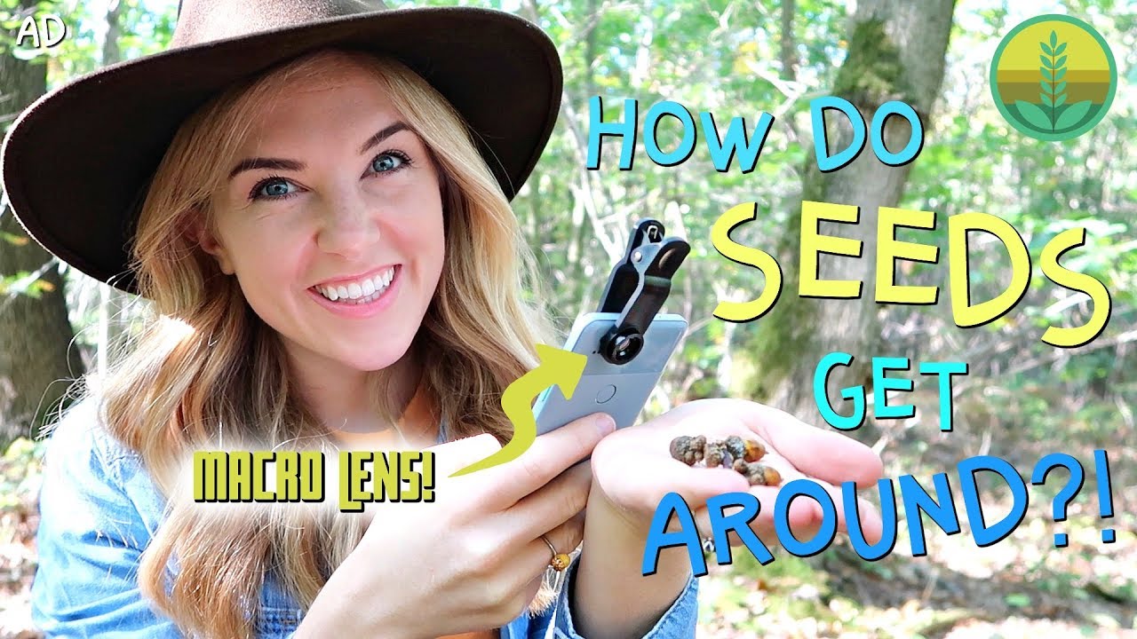 How do seeds get around?! (in MACRO!) | Maddie Moate