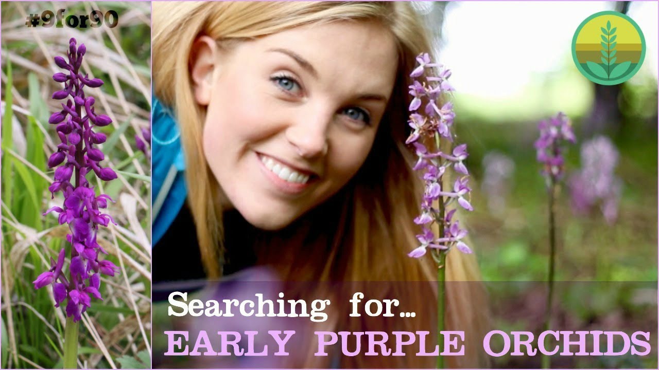 Searching for the Early Purple Orchid | Maddie and Norfolk Wildlife Trust