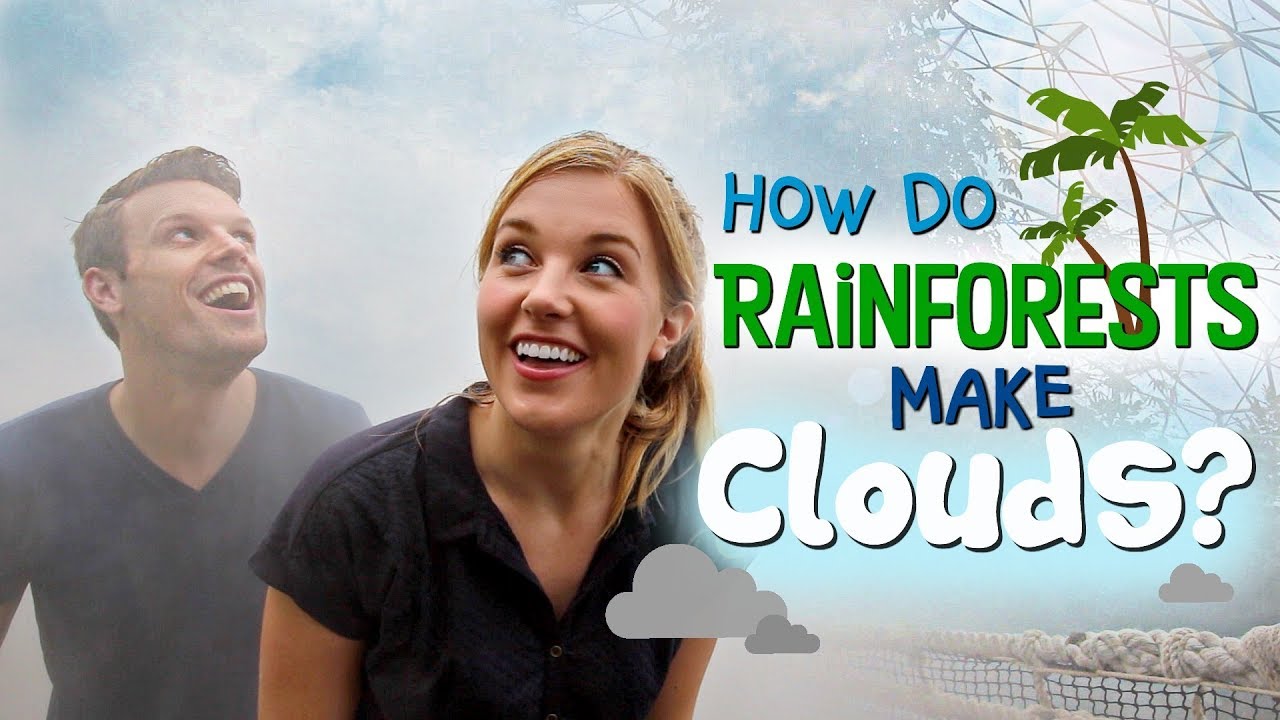 How Do Rainforests Make Clouds? | Maddie Moate