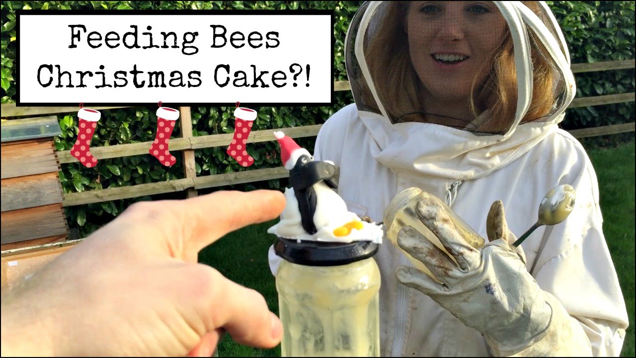 Feeding Bees Christmas Cake?! | Beekeeping with Maddie #7