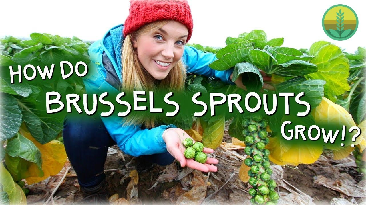 How Do Brussels Sprouts Grow? | Maddie Moate