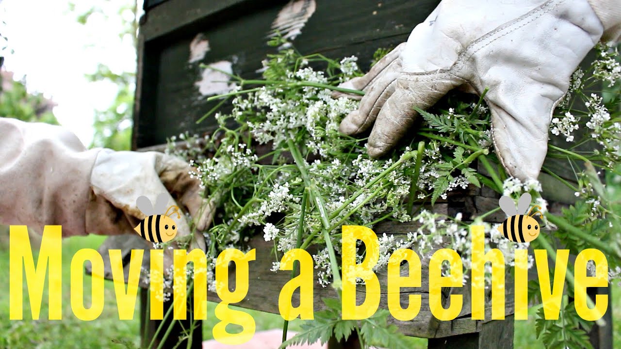 How to Move a Beehive? | Beekeeping with Maddie #11