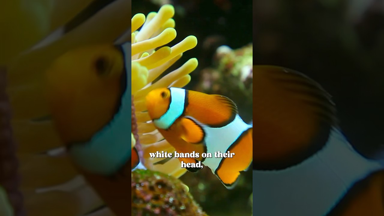 Did we find Nemo? | Maddie Moate #shorts | #findingnemo #sealife #coralreef