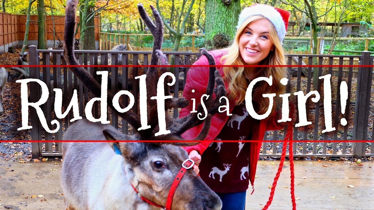 Rudolf is a Girl?! and other Reindeer Facts!  Maddie Moate