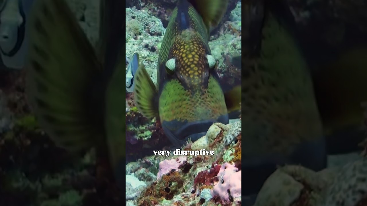 This fish has TEETH! | Maddie Moate #shorts