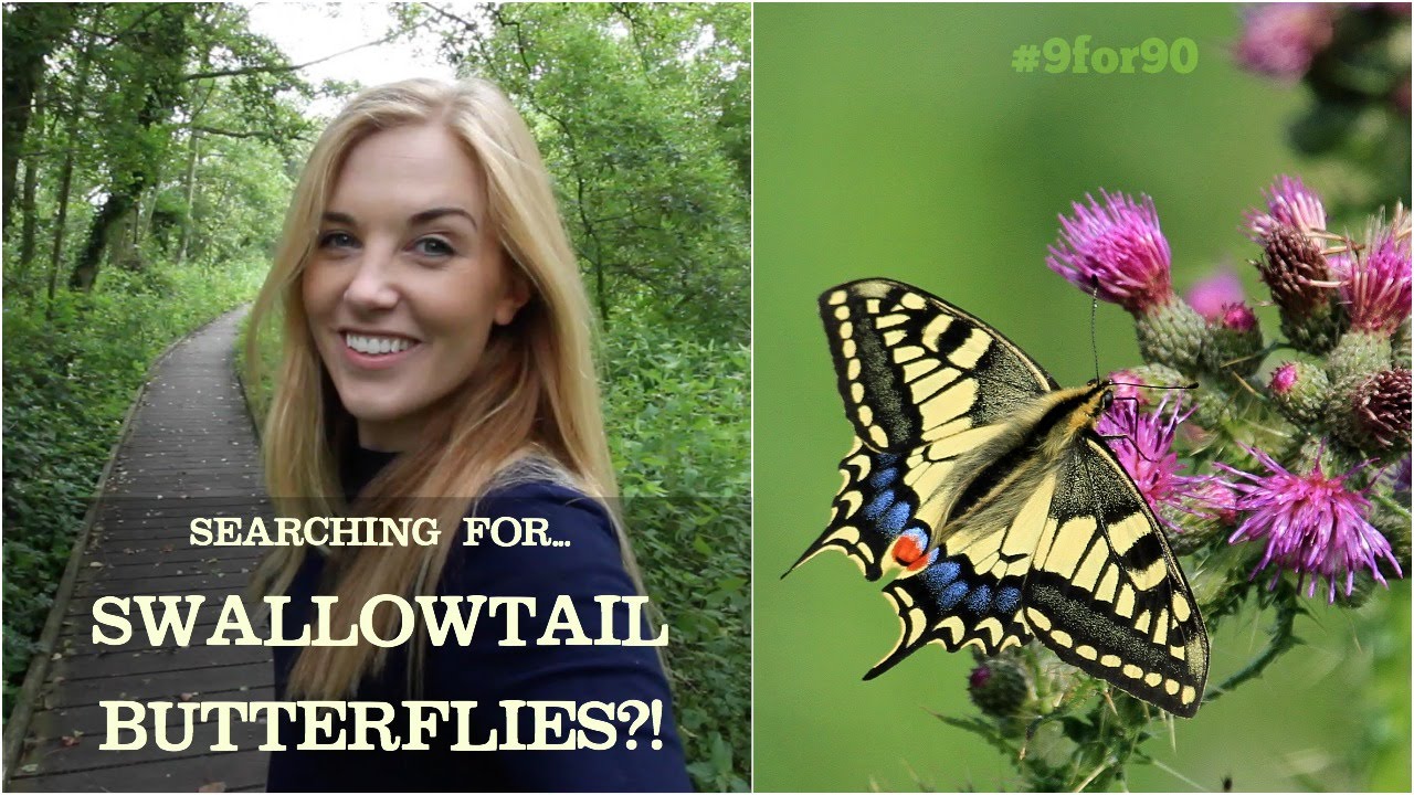 SEARCHING FOR THE UK'S LARGEST BUTTERFLY?! | Maddie Moate