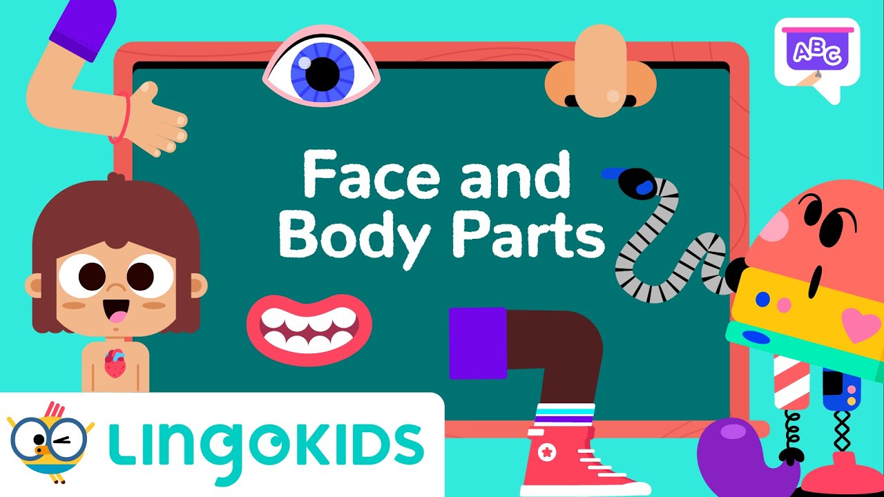 Learn About the HUMAN BODY 👃👂🖐️ VOCABULARY FOR KIDS | Lingokids
