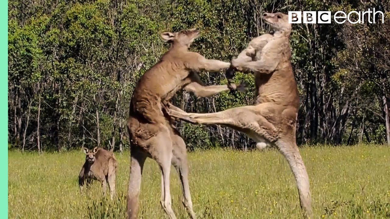 Greatest Fights In The Animal Kingdom: Part 1 | BBC Earth