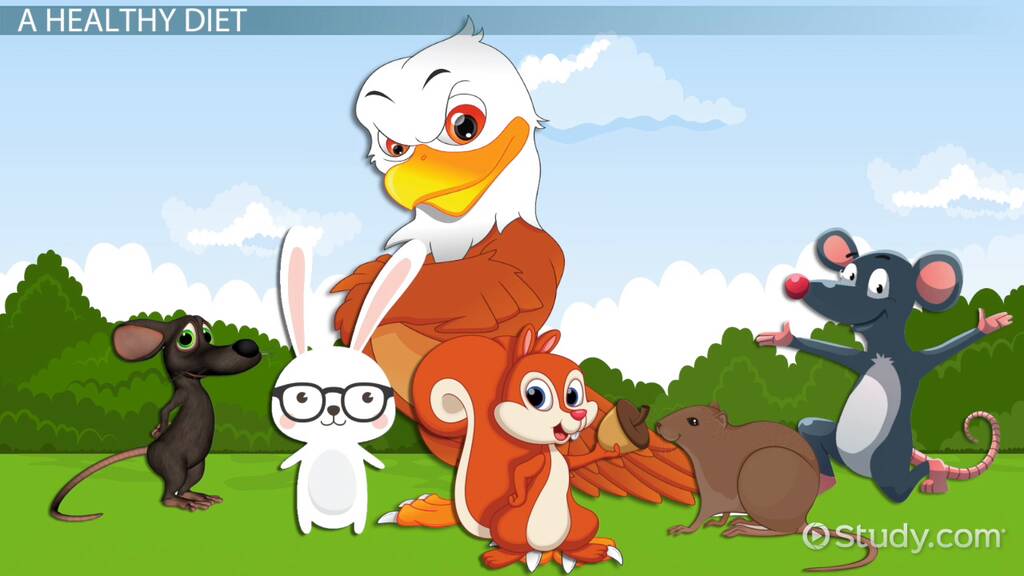 What do Hawks Eat? | Hunting & Diet