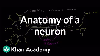Anatomy of a neuron | Human anatomy and physiology | Health & Medicine | Khan Academy