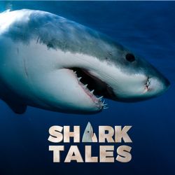 Sharks on The Move