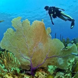 Diving Mends The Soul