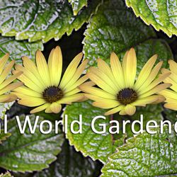 Real World Gardener Interviews Catherine Wardrop Scientific Illustrator