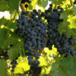 Dinner At Valette Healdsburg/Harry Bryan/ Katie O'Connor/Caviar
