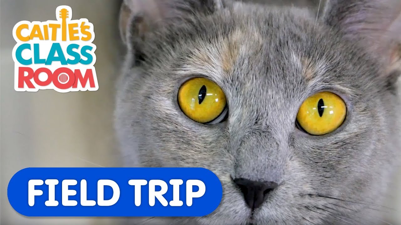 Learn How To Care For Pets! | Caitie's Classroom Field Trip | Animal Video for Kids