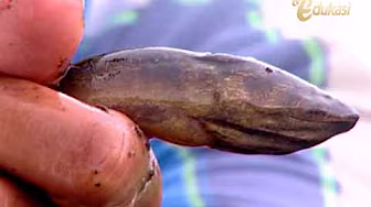 Budidaya Belut Sawah seg1 | Bio Agro