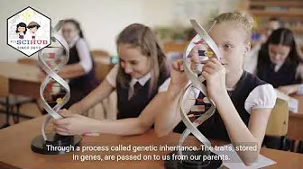 GRADE 9 HEREDITY: WHAT ARE GENES?