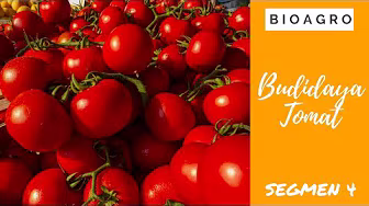 Budidaya Tomat seg4 | Bio Agro