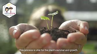 GRADE 9 BIOLOGY: Plant Respiration in the presence of OXYGEN