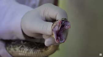 Cientistas descrevem nova estrutura para proteína do veneno da cascavel